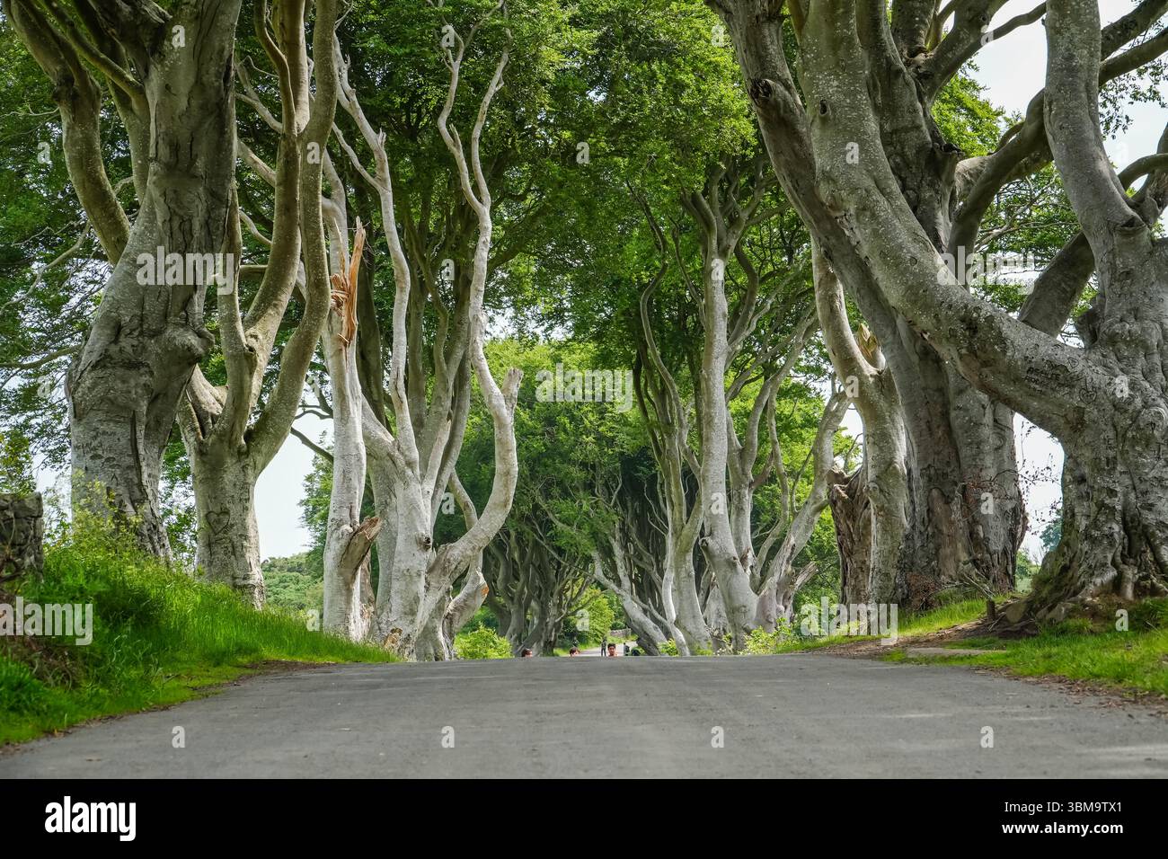 Dark Hedges, eine bezaubernde Allee mit alten Buchen entlang der Bregagh Road in County Antrim, Nordirland. Berühmte natürliche Attraktion. Stockfoto