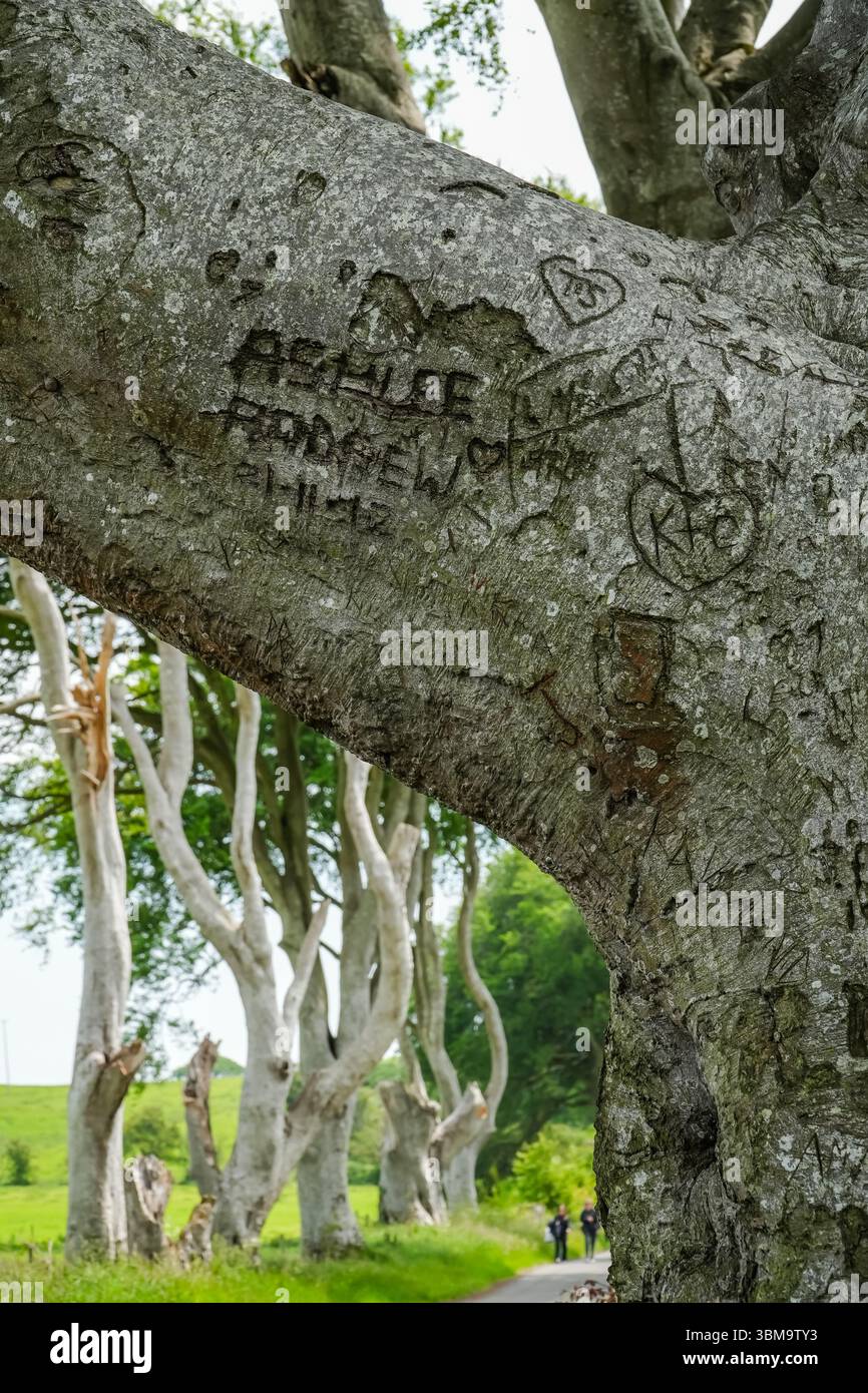 Nahaufnahme von Schnitzereien an einem Baumstamm bei Dark Hedges, einer beliebten natürlichen Attraktion in Nordirland. Zeigt Namen, Datumsangaben und Herzen Stockfoto