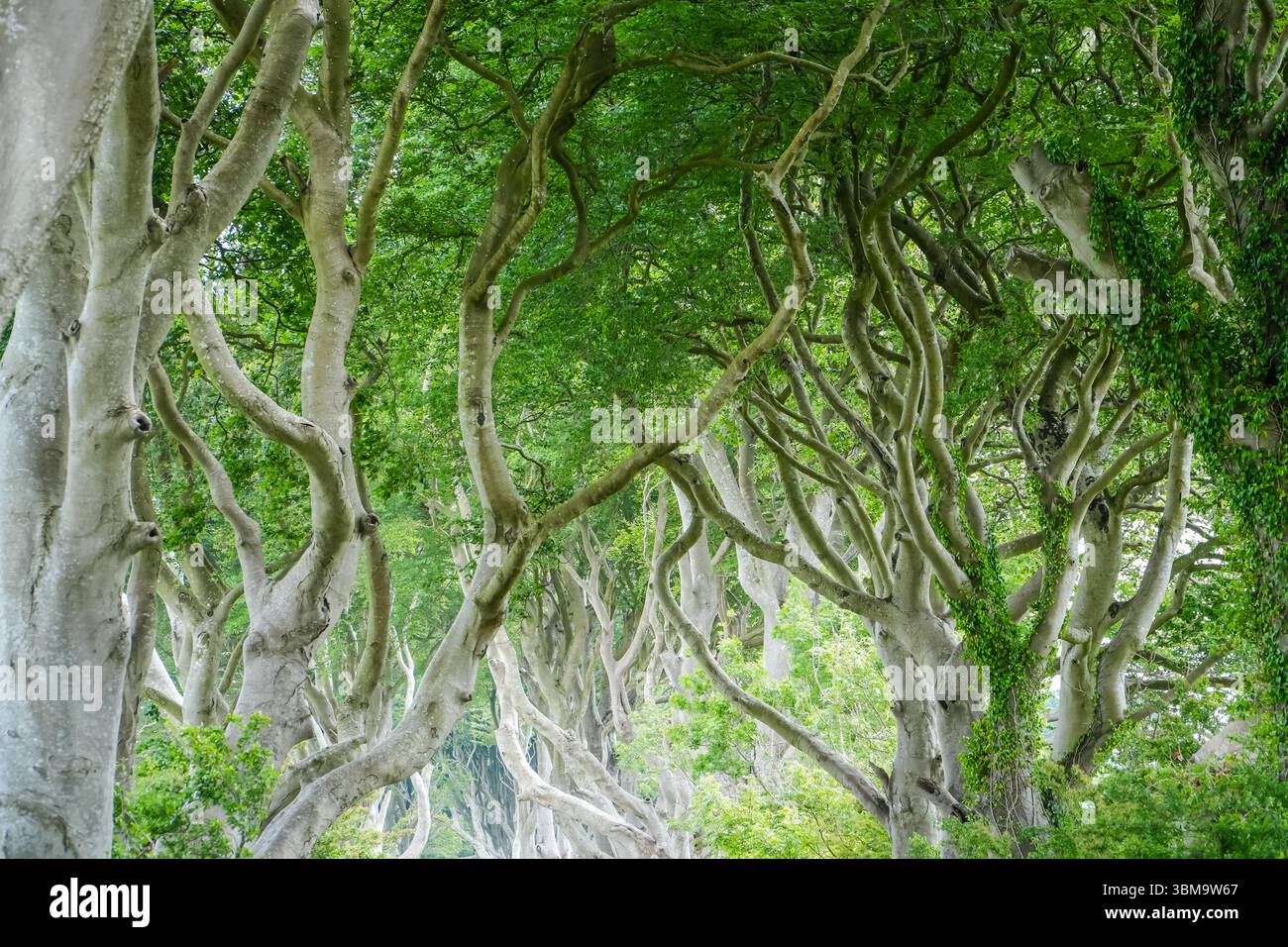 Dark Hedges, eine natürliche Buchenallee entlang der Bregagh Road in County Antrim, Nordirland. Bezaubernde natürliche Attraktion. Stockfoto