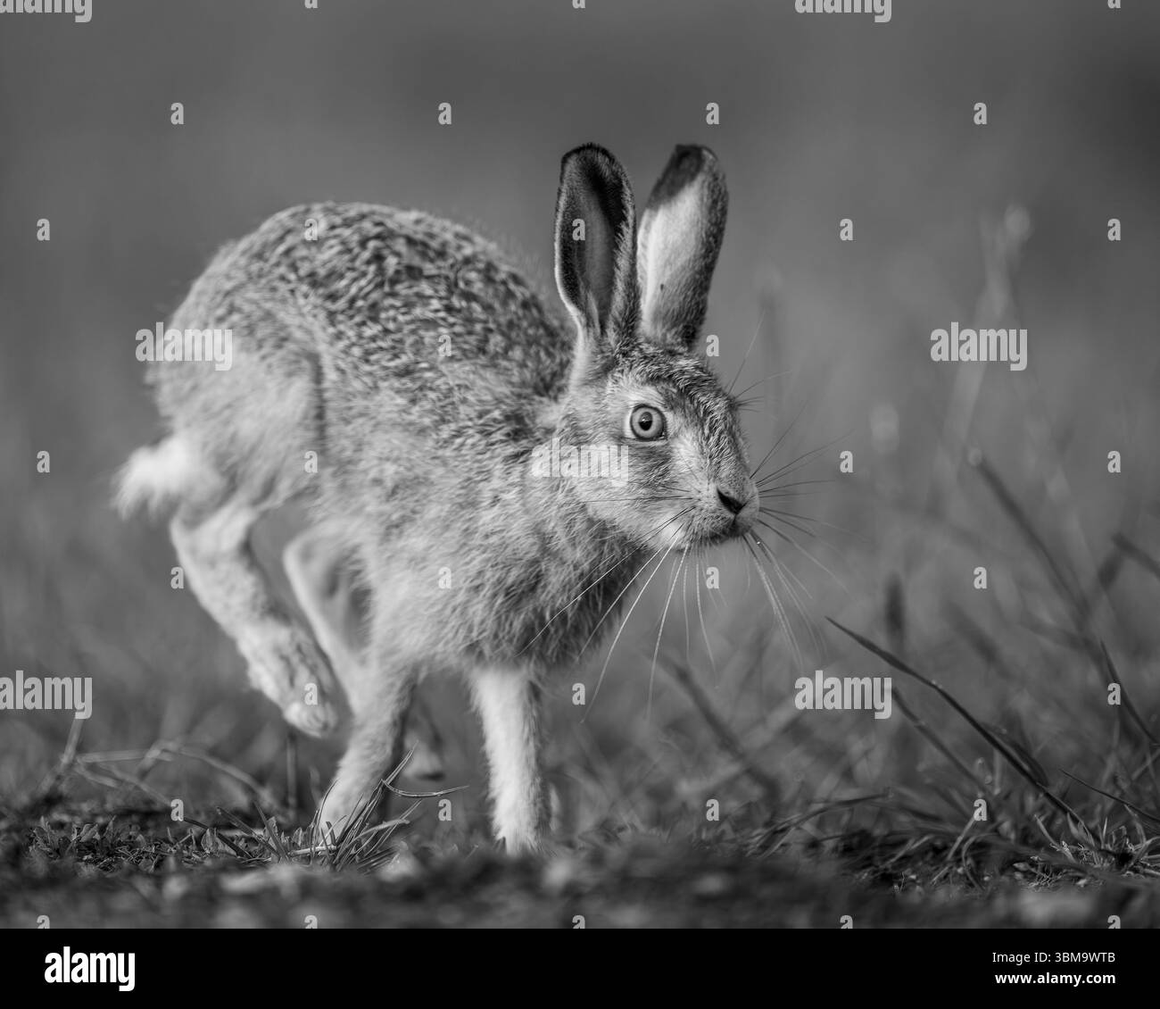 Hase in Oxfordshire, Großbritannien Stockfoto