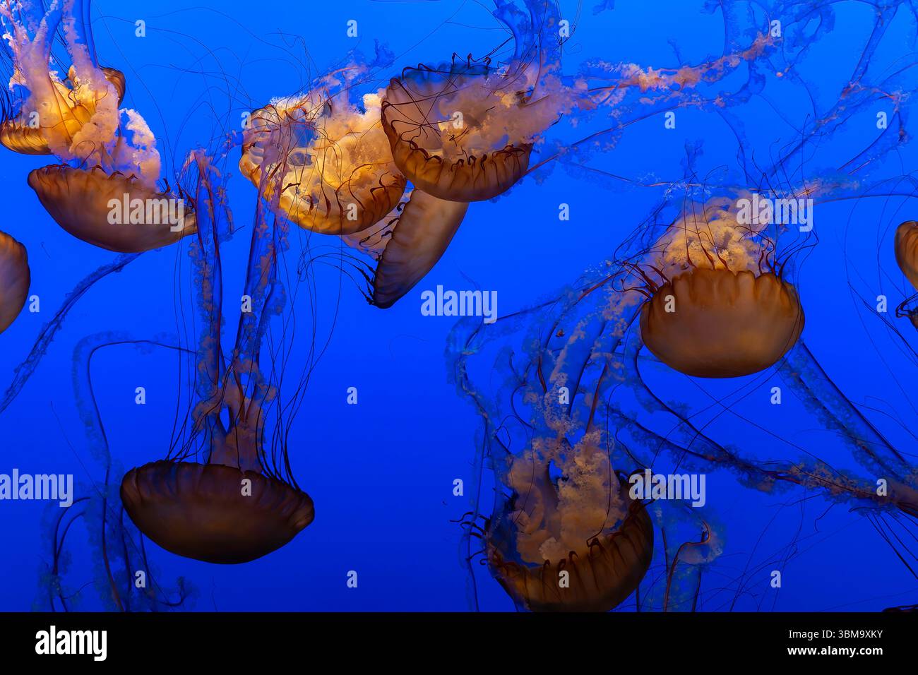 Lichtdurchlässige Quallen schweben anmutig vor einem leuchtend blauen Hintergrund im Monterey Bay Aquarium in Kalifornien. Stockfoto