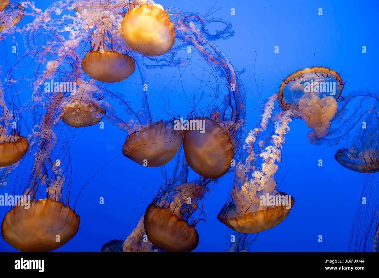 Lichtdurchlässige Quallen schweben anmutig vor einem leuchtend blauen Hintergrund im Monterey Bay Aquarium in Kalifornien. Stockfoto