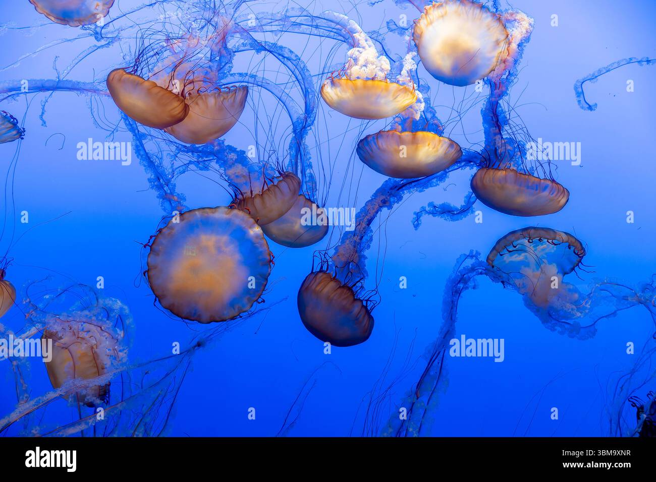 Lichtdurchlässige Quallen schweben anmutig vor einem leuchtend blauen Hintergrund im Monterey Bay Aquarium in Kalifornien. Stockfoto