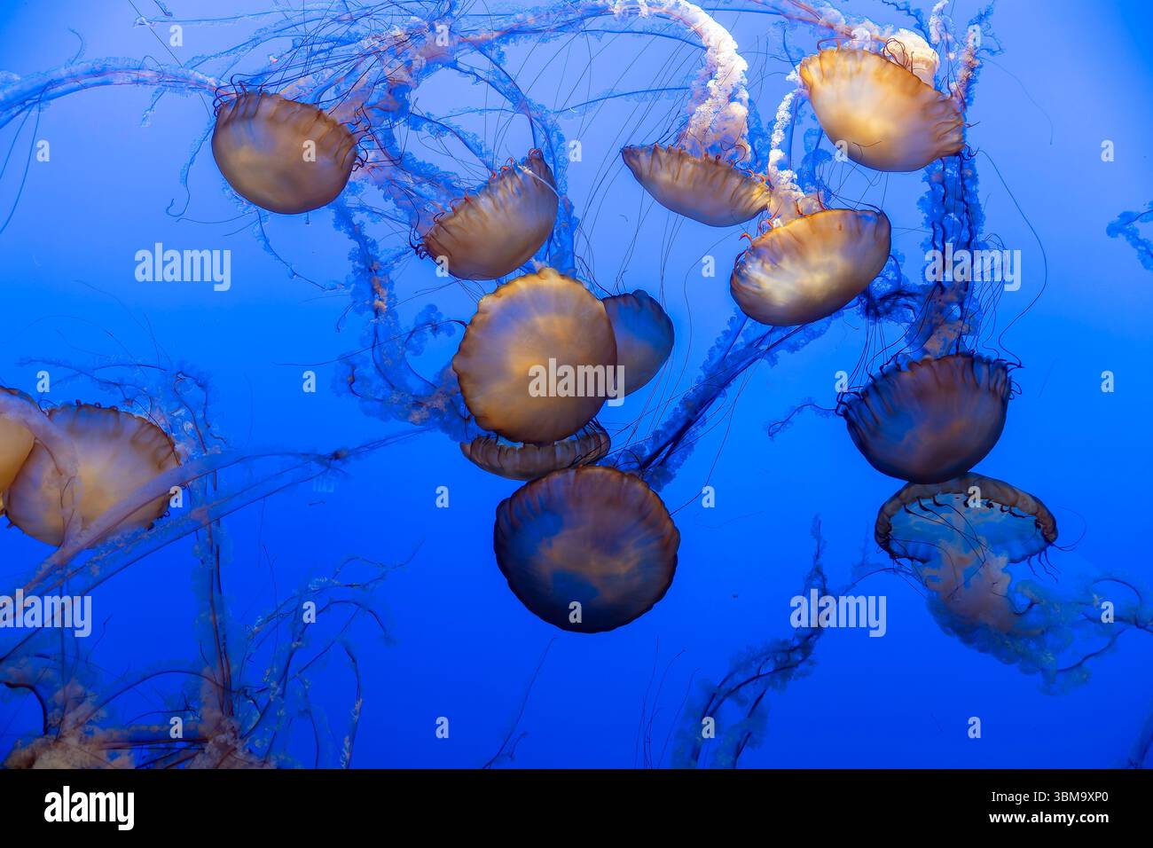 Lichtdurchlässige Quallen schweben anmutig vor einem leuchtend blauen Hintergrund im Monterey Bay Aquarium in Kalifornien. Stockfoto