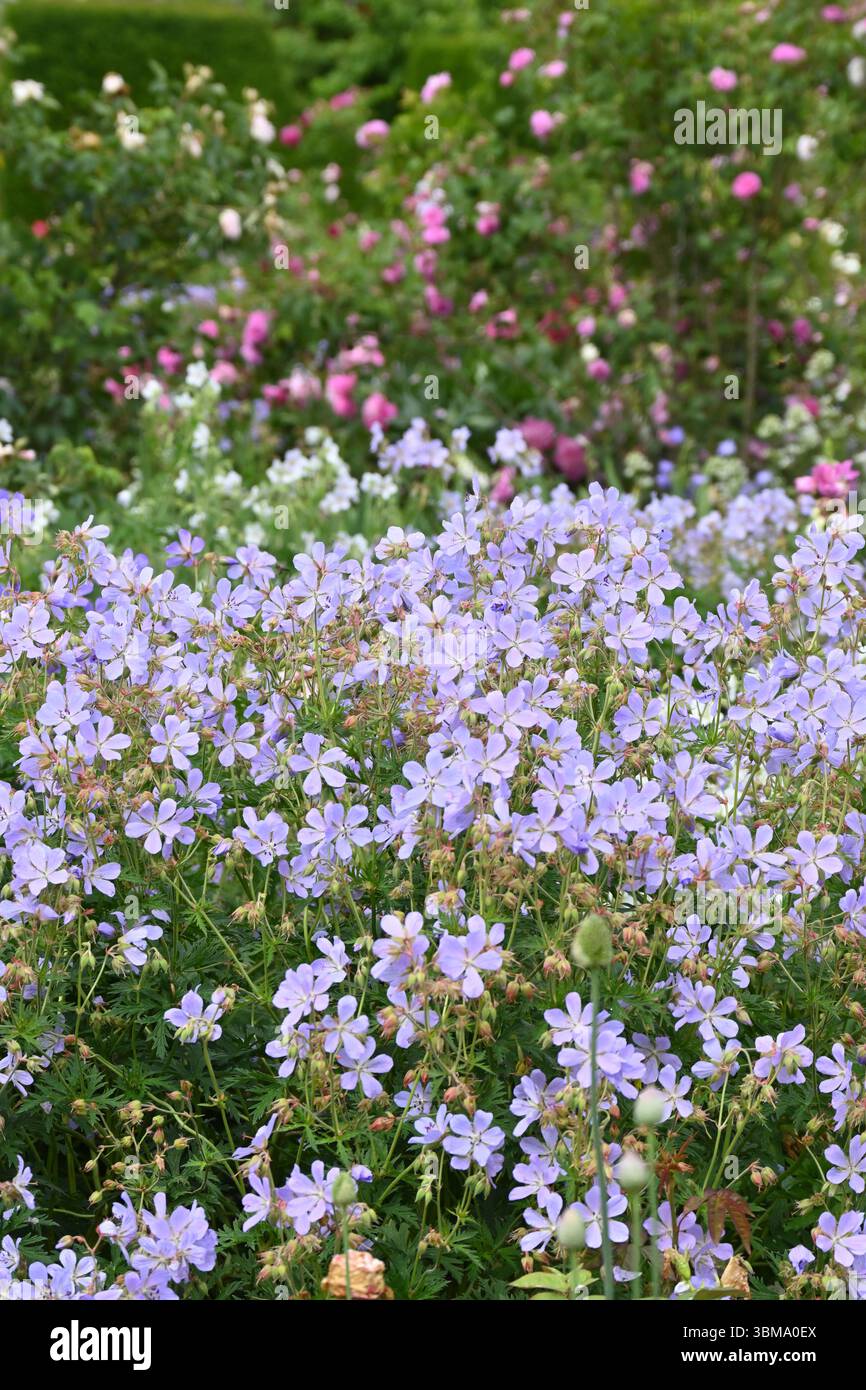 Hellblaue Sommerblumen von Kranichschnabel, harte Geranium pratense vor rosa und weißen alten Rosen UK Garten Juni Stockfoto