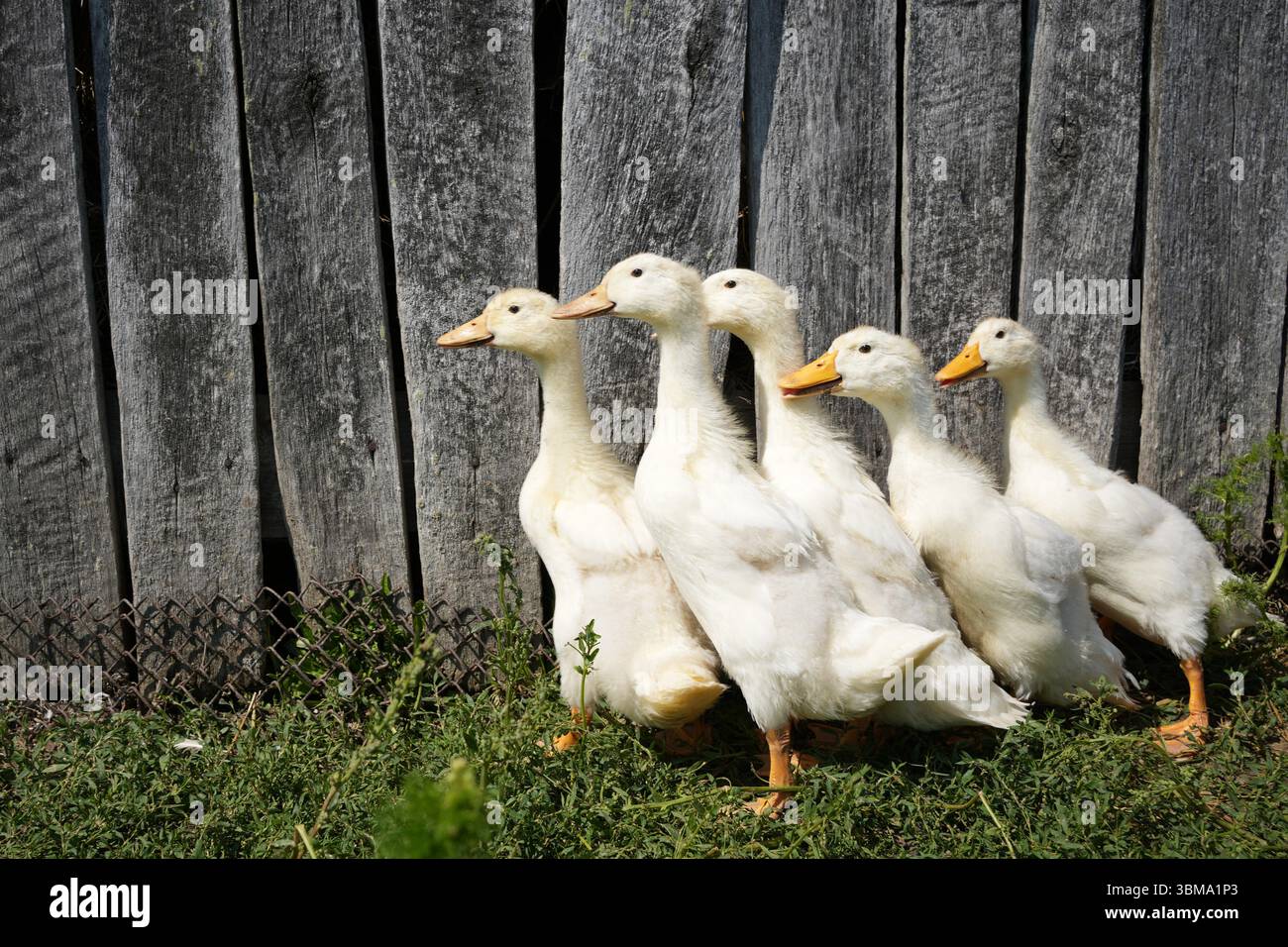 Baby-Enten, gefangen im Freien auf einem grünen Gras an einem sonnigen Tag in der Nähe einer rustikalen Holzstruktur. Stockfoto