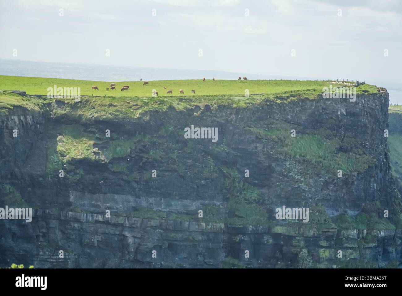 Cliffs of Moher. Dramatische, zerklüftete Küstenklippen in Irland mit Kühen, die auf dem grünen Gras weiden. Ein berühmtes Naturdenkmal. Stockfoto
