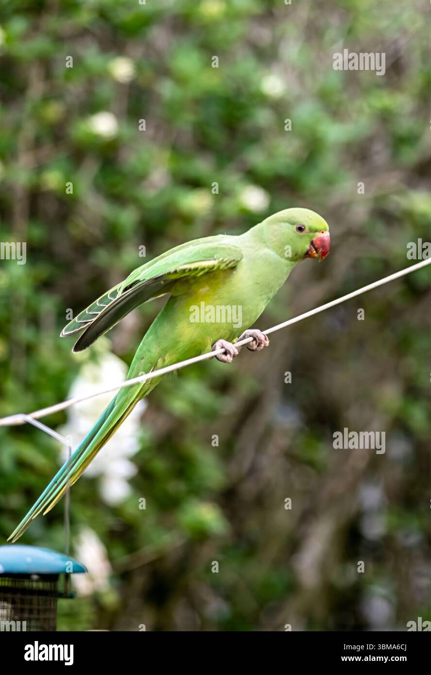 Der Rosensittich, auch bekannt als Ringsittich, fotografiert in Großbritannien. Ist ein grüner tropischer asiatischer Sittich Stockfoto