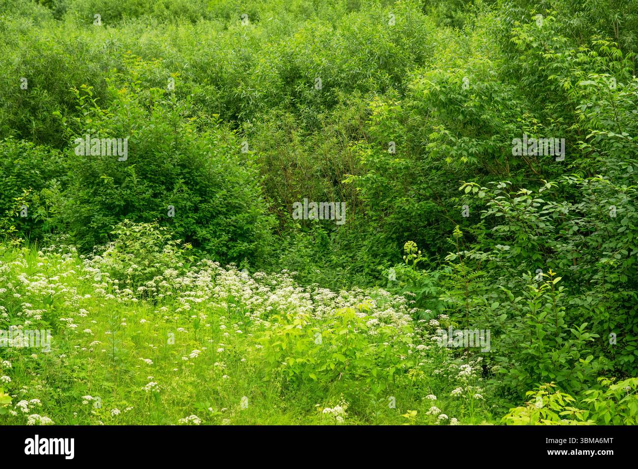 Grüner Sommerwald und Wiese mit Wildblumen und Gräsern Stockfoto