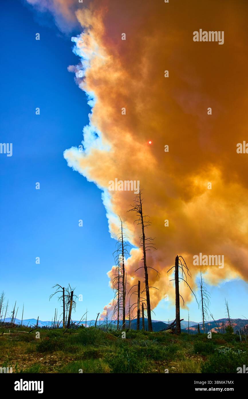 Wildfire Smoke Wolke Thront Über Verbrannten Waldbäumen Unter Blauem Himmel Stockfoto