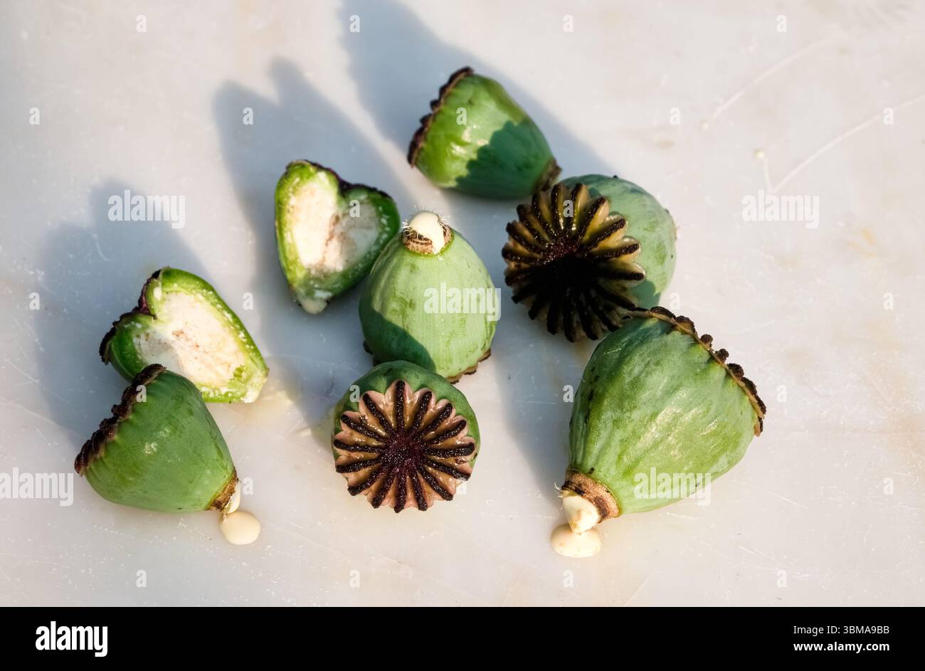 Nahaufnahme von grünen Mohnschoten, einige aufgeschnitten, um Innenräume freizulegen, mit Latex, das herausströmt. Fotografiert auf einer hellen Marmoroberfläche mit Schatten Stockfoto