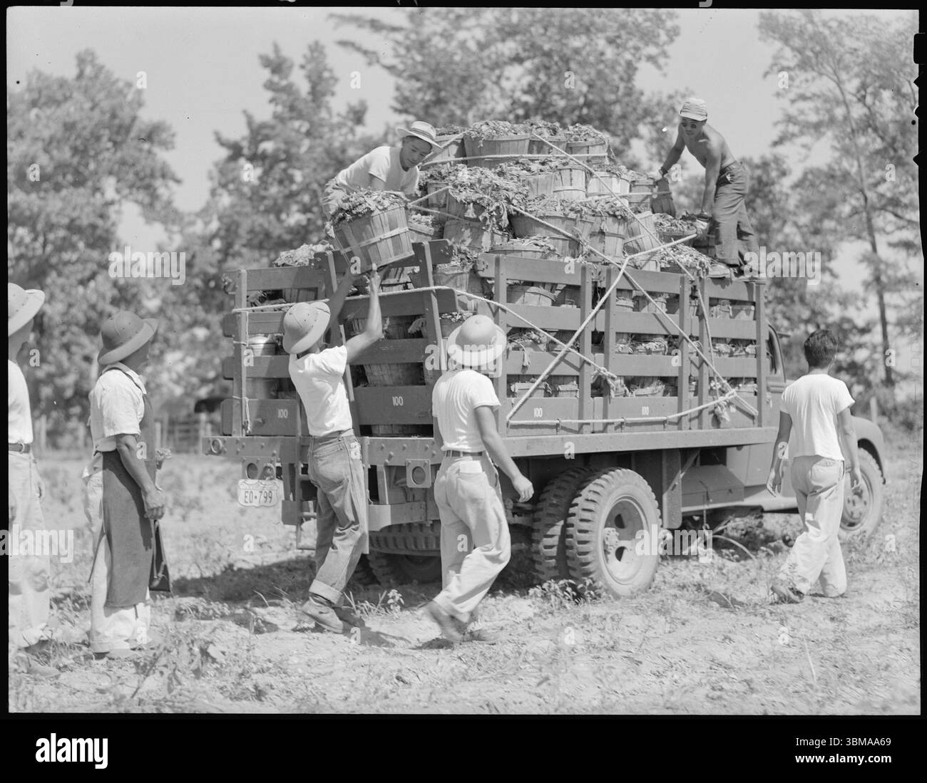 Juli 1943. Rohwer Relocation Center, McGehee, Arkansas. Umzugszentrum, das im Zweiten Weltkrieg als japanisches amerikanisches Konzentrationslager genutzt wurde. Eine von vielen Lkw-Ladungen Senf, die von den Bewohnern des Umzugszentrums Rohwer auf dem von den Evakuierten bewirtschafteten Land geerntet werden. . Public Domain - Quelle: National Archives at College Park , Credit: Charles E. Mace. (NARA Rekord: 8464453) Stockfoto