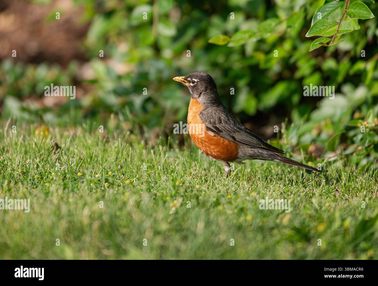 American robin (Turdus migratorius), Prince's Island Park, Calgary, Alberta, Kanada, Stockfoto
