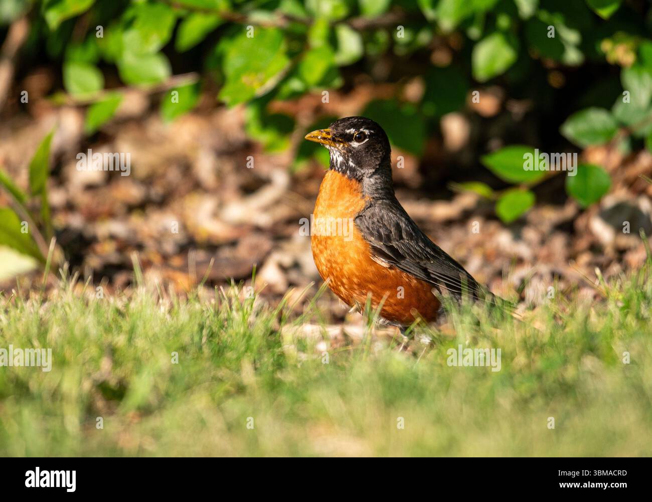 American robin (Turdus migratorius), Prince's Island Park, Calgary, Alberta, Kanada, Stockfoto