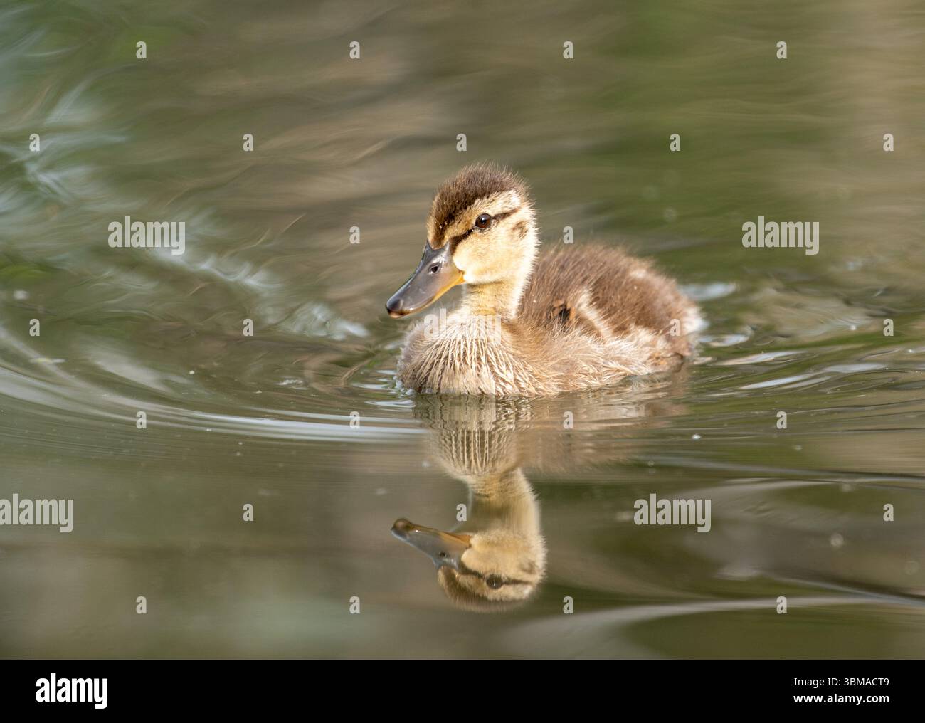 Stockenten (Anas platyrhynchos) schwimmen im Biberteich, Prince's Island Park, Calgary, Alberta, Kanada, Stockfoto