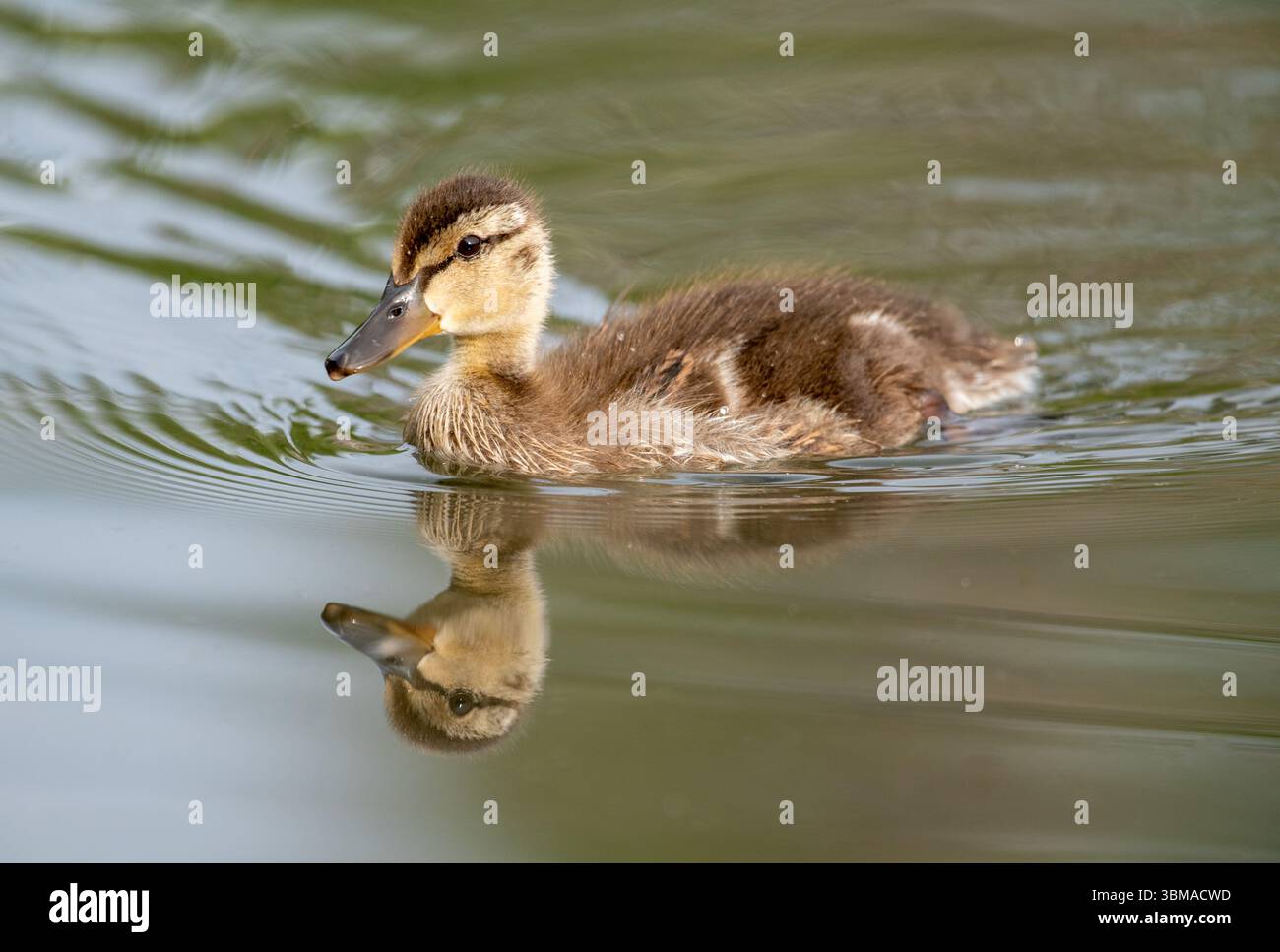 Stockenten (Anas platyrhynchos) schwimmen im Biberteich, Prince's Island Park, Calgary, Alberta, Kanada, Stockfoto