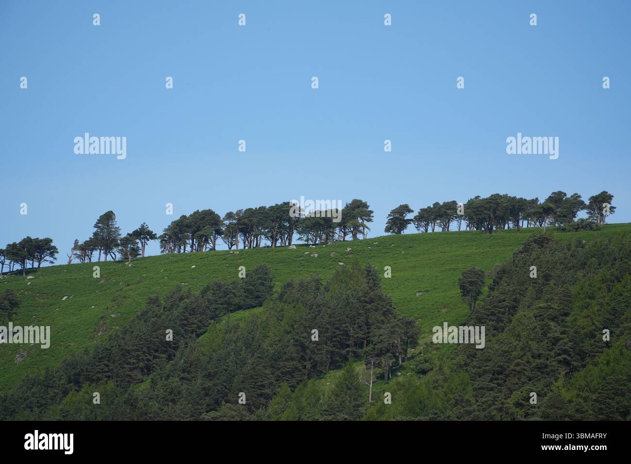 Grüne Hügellandschaft mit Bäumen vor einem klaren blauen Himmel in Glendalough, Irland. Malerischer Blick auf natürliches Gelände und Wald. Stockfoto