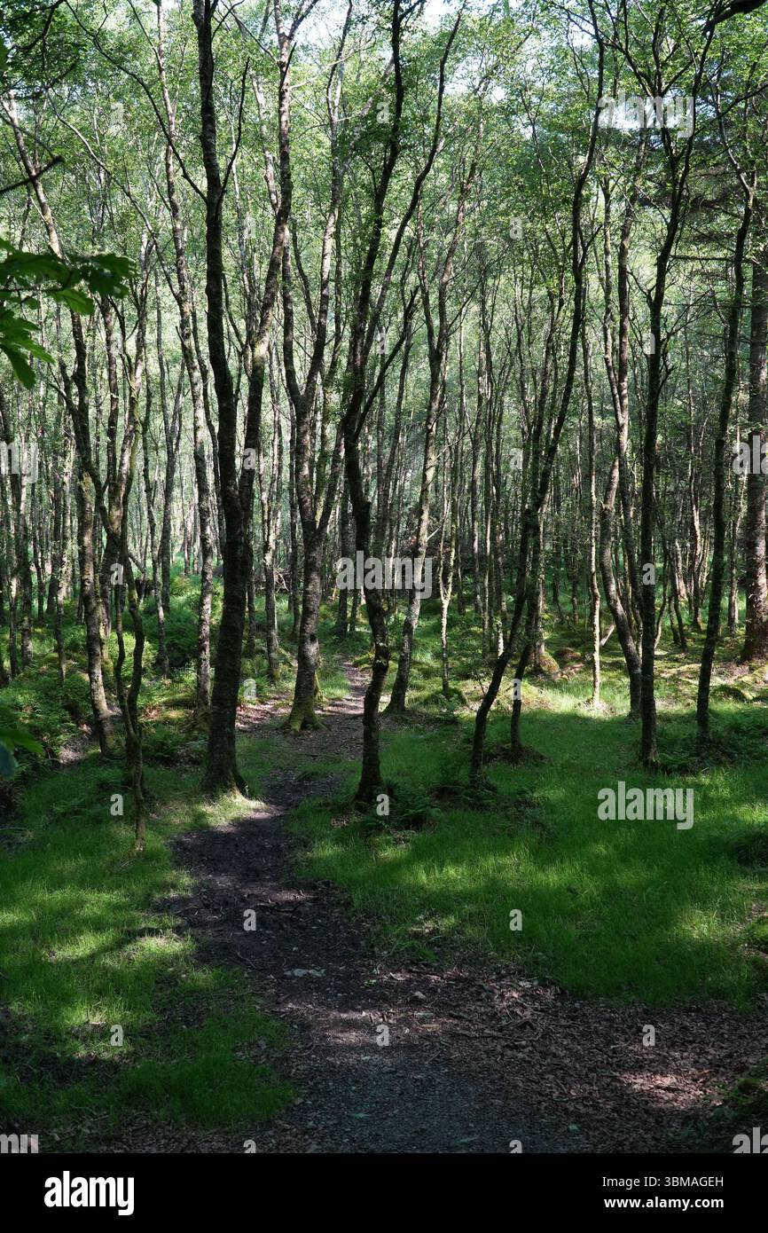 Waldweg in Glendalough, Irland. Ruhige Waldszene mit schmutzigem Sonnenlicht und einem unbefestigten Pfad, der sich durch dichte Bäume schlängelt. Natürliche Landschaft. Stockfoto