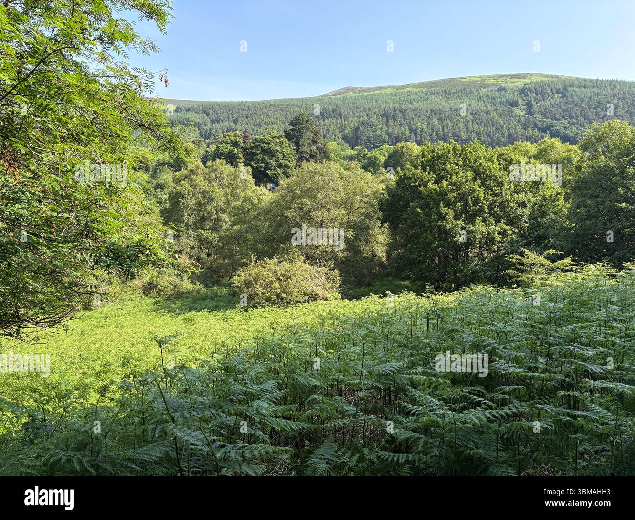 Natürliche Landschaft mit üppigen grünen Farnen, Bäumen und bewaldeten Hügeln unter blauem Himmel in Glendalough, Irland. Stockfoto