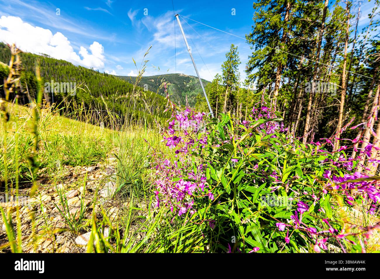 Feuerweed Willowherb Kraut lila rosa Wildblumen wilde Teepflanze Ivan Chai in Beaver Creek, Colorado im Sommer Bergfrühling am Kiefernaspenwald Stockfoto Feuerweed Willowherb Kraut lila rosa Wildblumen wilde Teepflanze Ivan Chai in Beaver Creek, Colorado im Sommer Bergfrühling am Kiefernaspenwald Stockfoto
