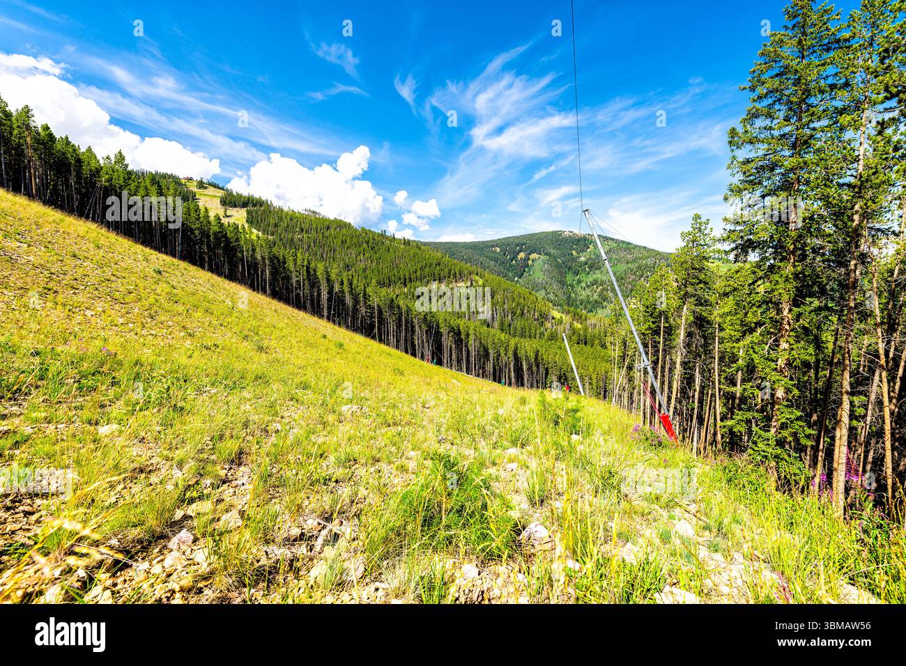 Feuerweed Willowherb Kraut lila Wildblumen wilde Teepflanze Ivan Chai in Beaver Creek, Colorado, im Sommerberg am Kiefernaspenwald Stockfoto Feuerweed Willowherb Kraut lila Wildblumen wilde Teepflanze Ivan Chai in Beaver Creek, Colorado, im Sommerberg am Kiefernaspenwald Stockfoto