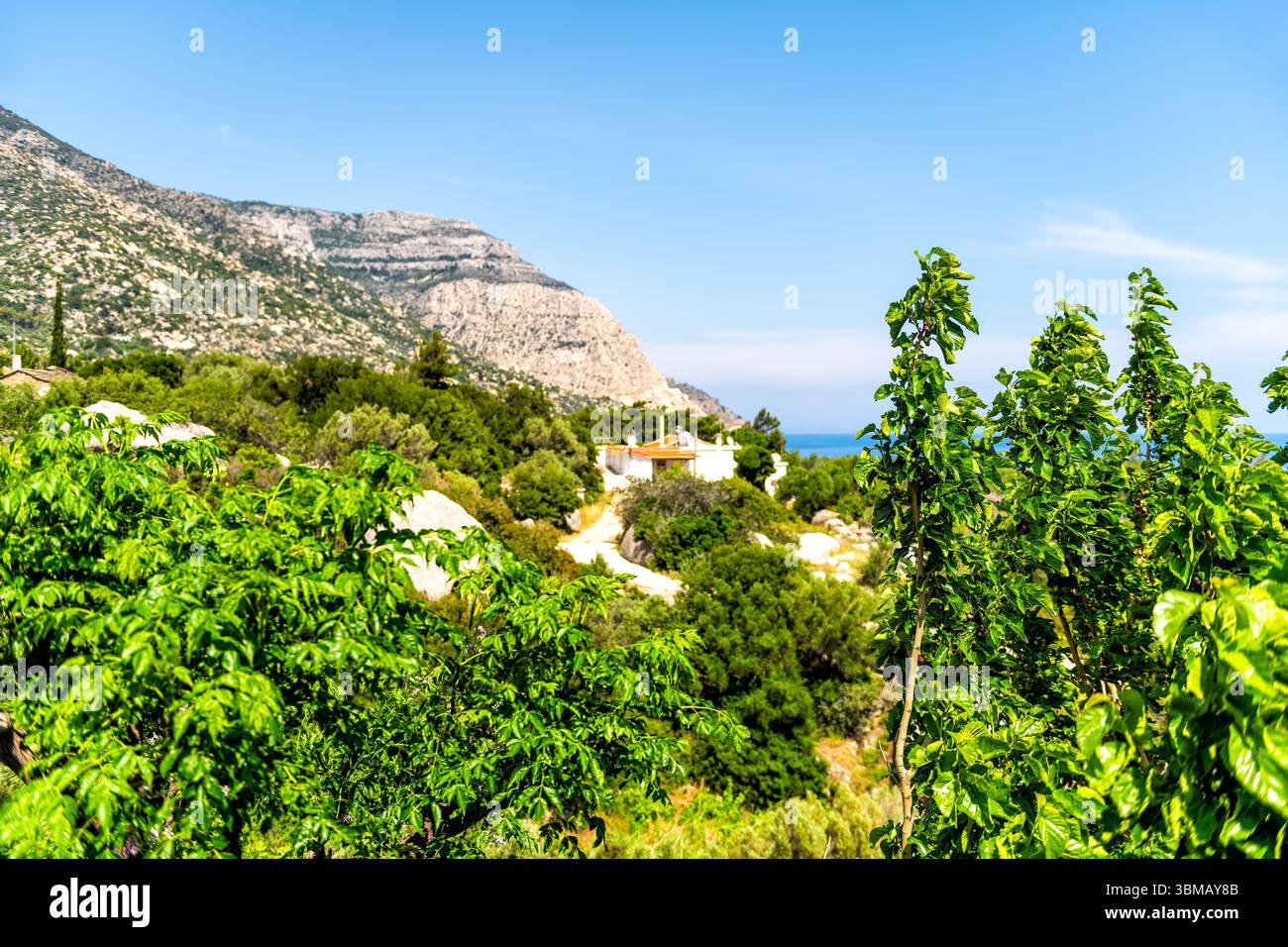 Magganitis Stadt kleines griechisches Fischerdorf auf Ikaria Griechenland Langlebigkeit blaue Zone, Haus Garten mit Maulbeerobst Bäumen Stockfoto
