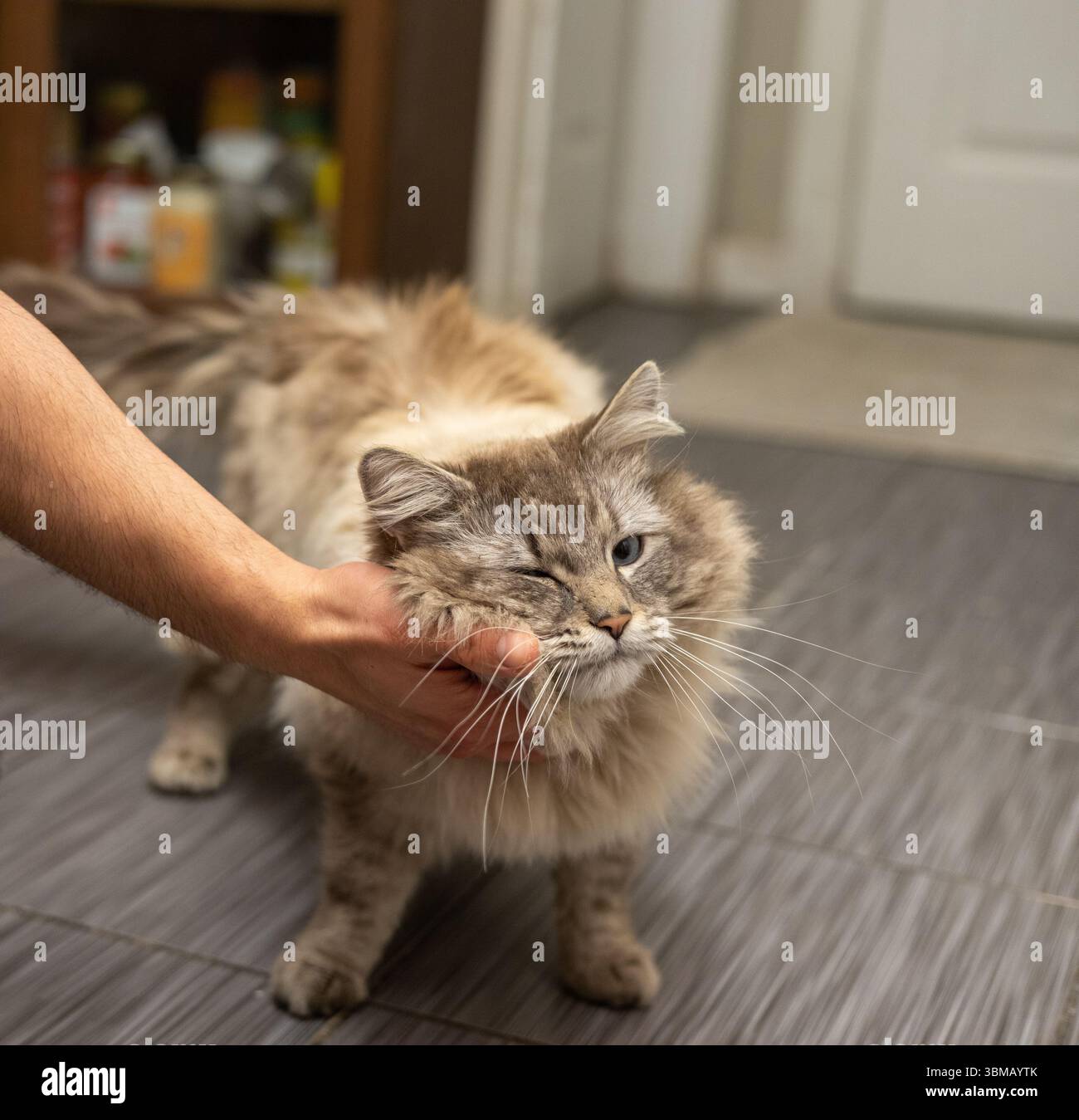 Cat Neva Masquerade. Streicheln, sitzen, liegen, Gähnen, aufschauen Stockfoto