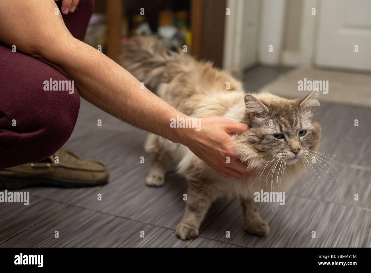 Cat Neva Masquerade. Streicheln, sitzen, liegen, Gähnen, aufschauen Stockfoto