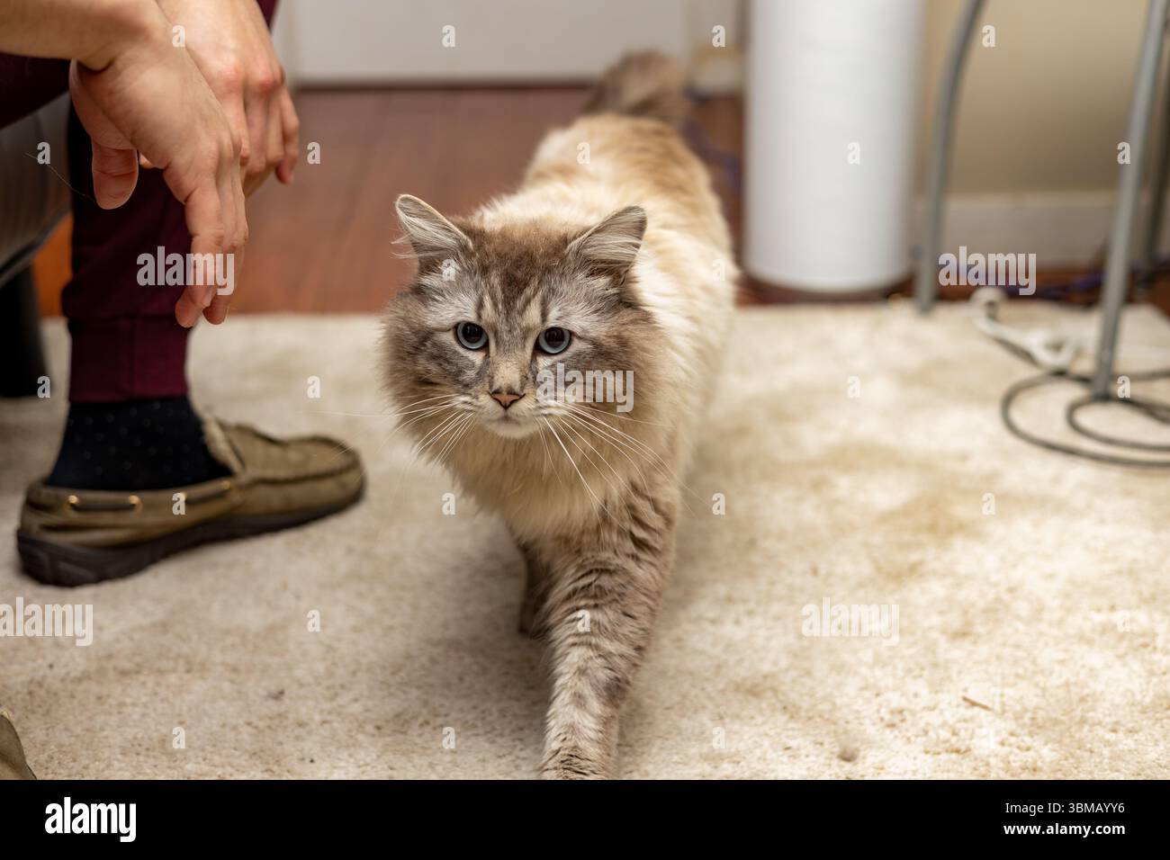 Cat Neva Masquerade. Streicheln, sitzen, liegen, Gähnen, aufschauen Stockfoto