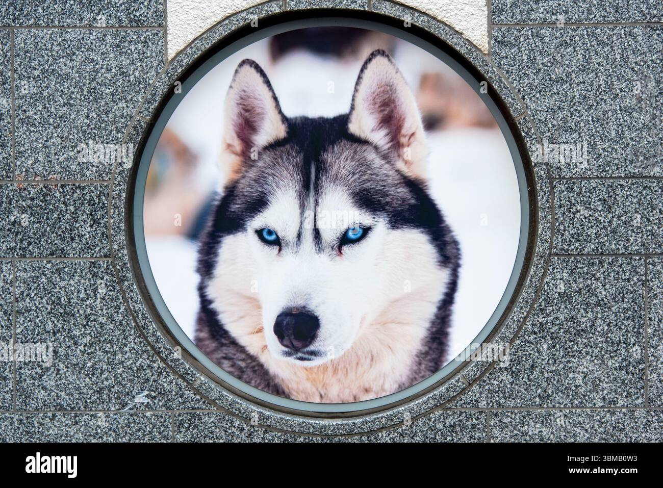 Husky Dog in Lappland Region Stockfoto