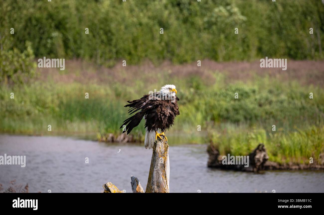Ein erwachsener Weißkopfseeadler mit nassen Federn, der sich in Alaska sonnt. Stockfoto