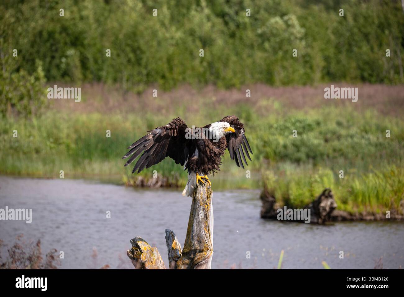 Ein erwachsener Weißkopfseeadler mit nassen Federn, der sich in Alaska sonnt. Stockfoto