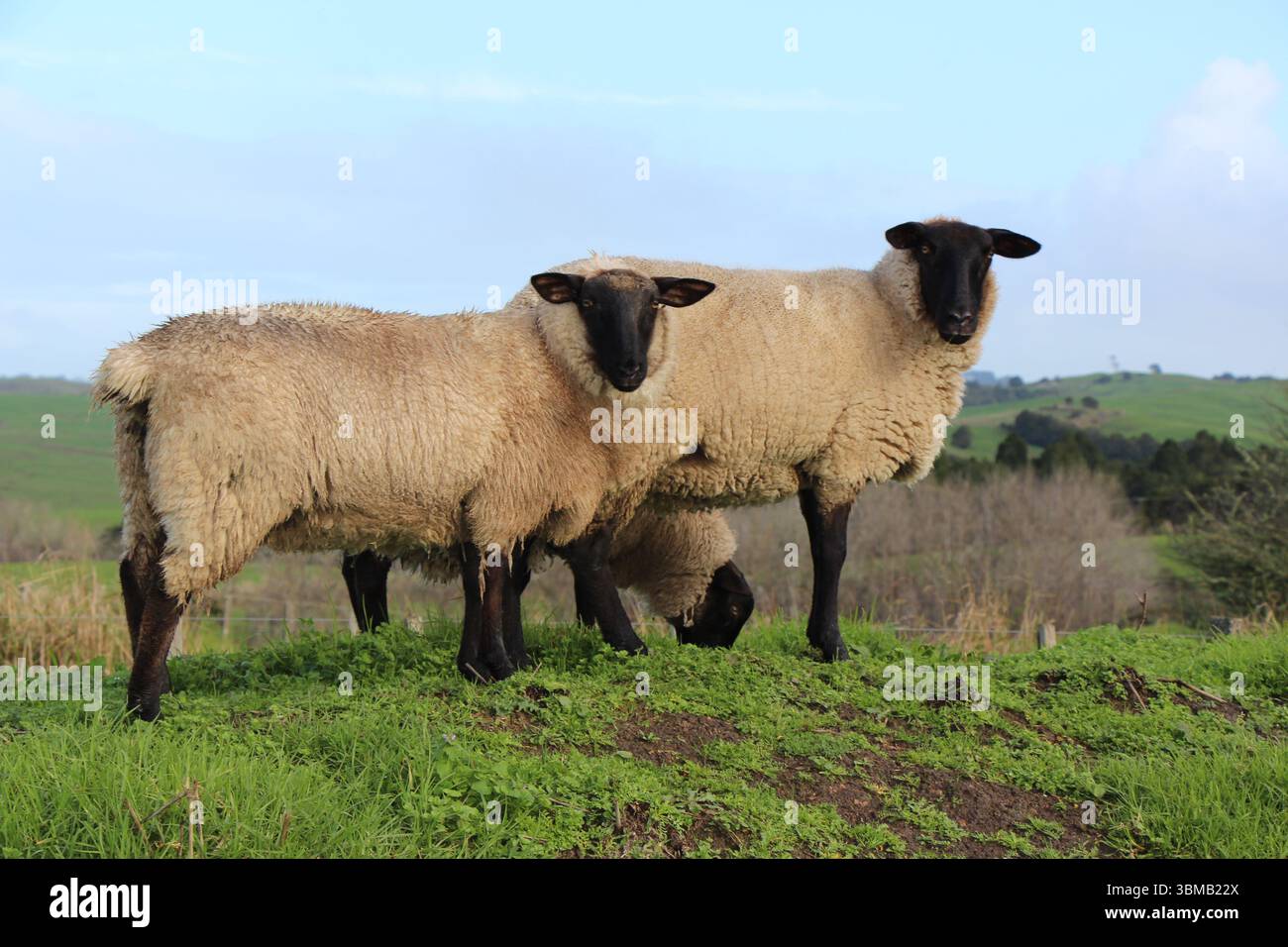 Drei Suffolk-Schafe, zwei Schafe und ein Widder, die auf einem Ufer in einem grünen Rasen-Paddock mit Hügeln in der Ferne stehen. Taipuha, Northland, NZ Stockfoto