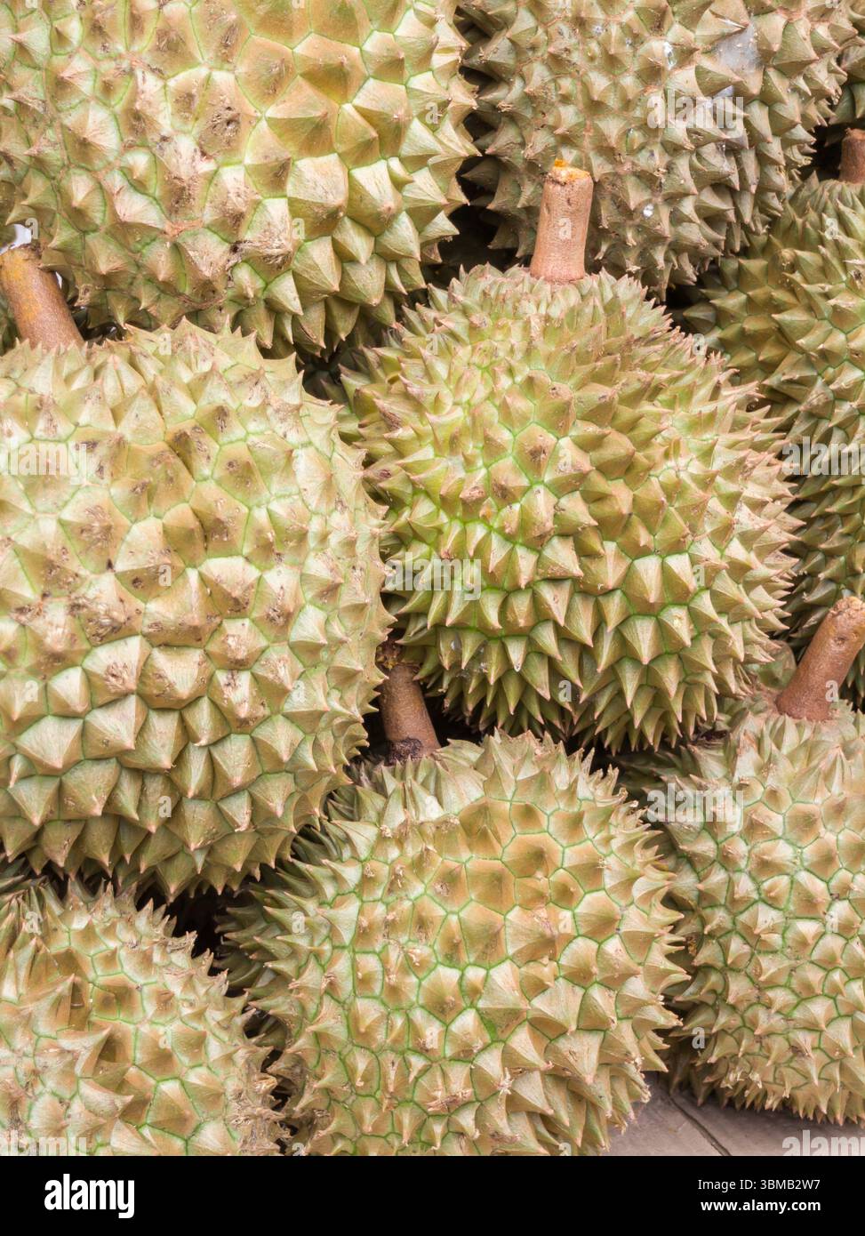Nahaufnahme des Durio- oder Durio zibethinus-Stapels. Beliebte Südostasien Stockfoto
