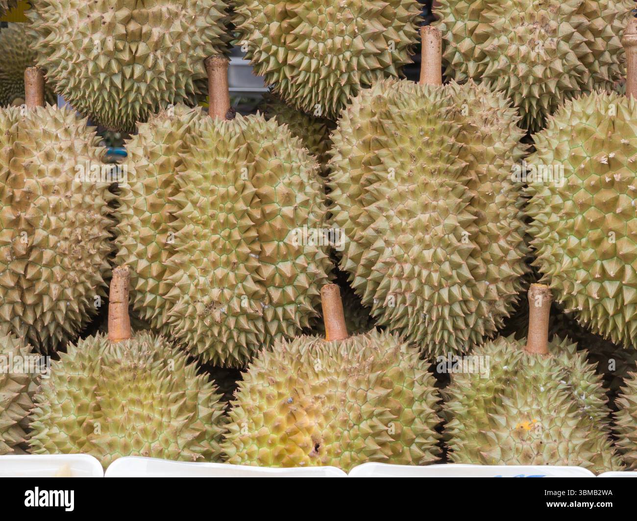 Nahaufnahme des Durio- oder Durio zibethinus-Stapels. Beliebte Südostasien Stockfoto