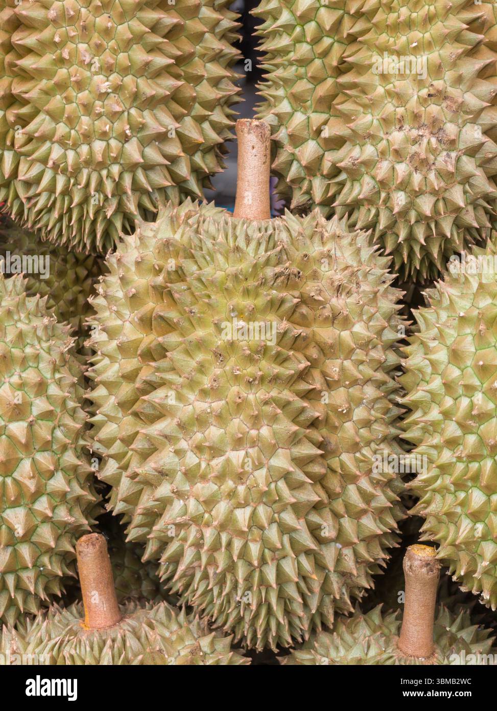 Nahaufnahme des Durio- oder Durio zibethinus-Stapels. Beliebte Südostasien Stockfoto