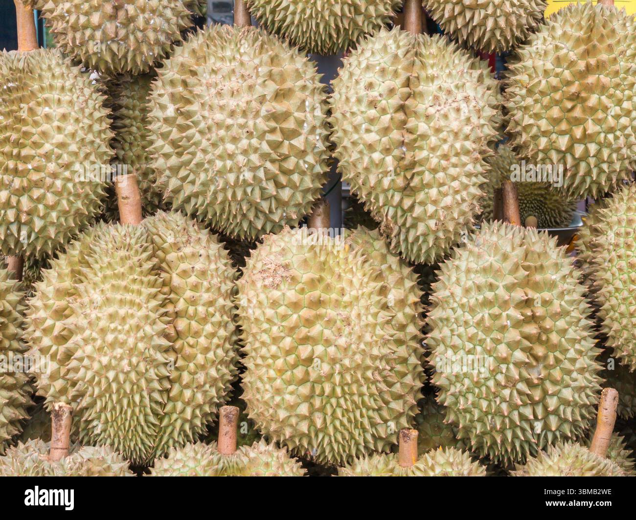 Nahaufnahme des Durio- oder Durio zibethinus-Stapels. Beliebte Südostasien Stockfoto