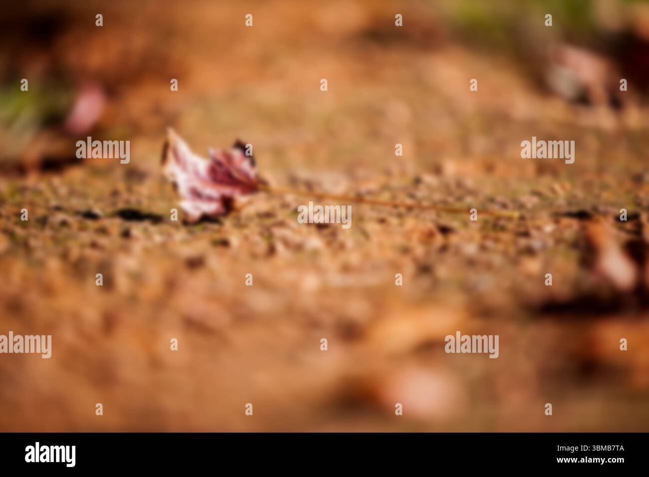 Oberflächennahe Sicht auf trockene Blätter auf Schmutz Stockfoto