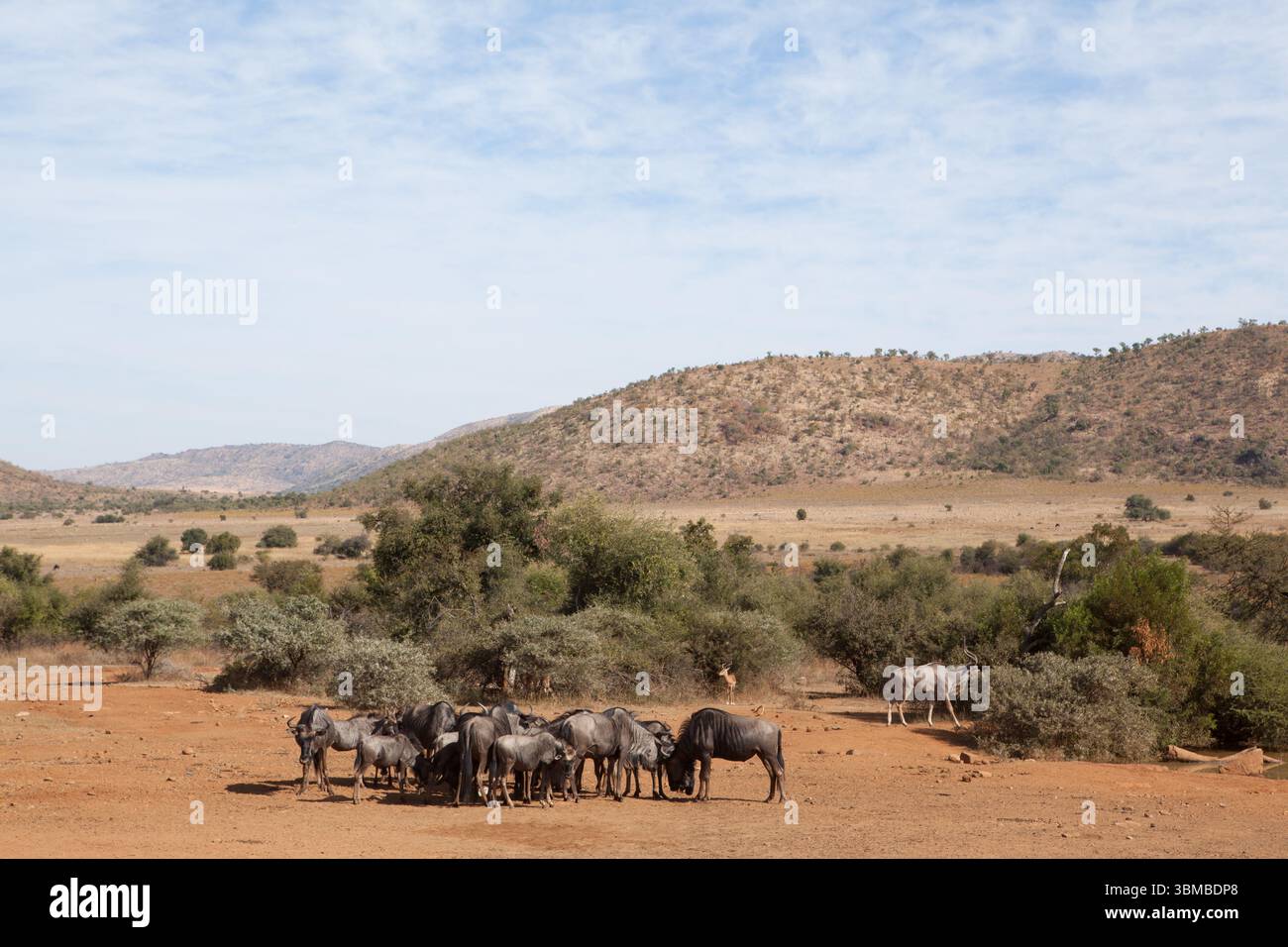 Gruppe von Gnus auf dem Feld Stockfoto