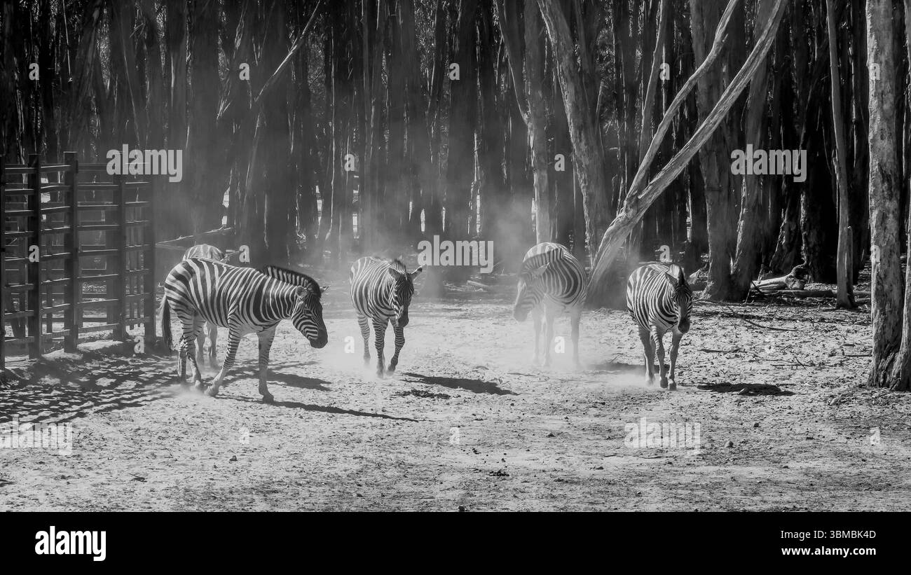 Zebras in Dusty Forest Light Stockfoto