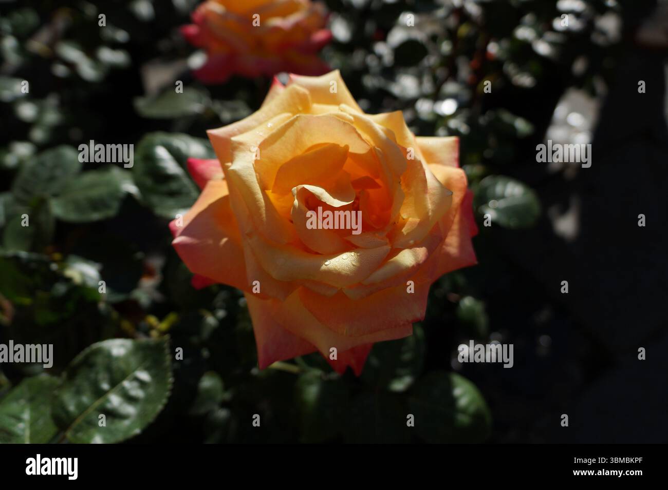 Creme und rosa Rose (Friedensrose oder Madame A. Meilland Rose) mit kleinen Wassertropfen Stockfoto