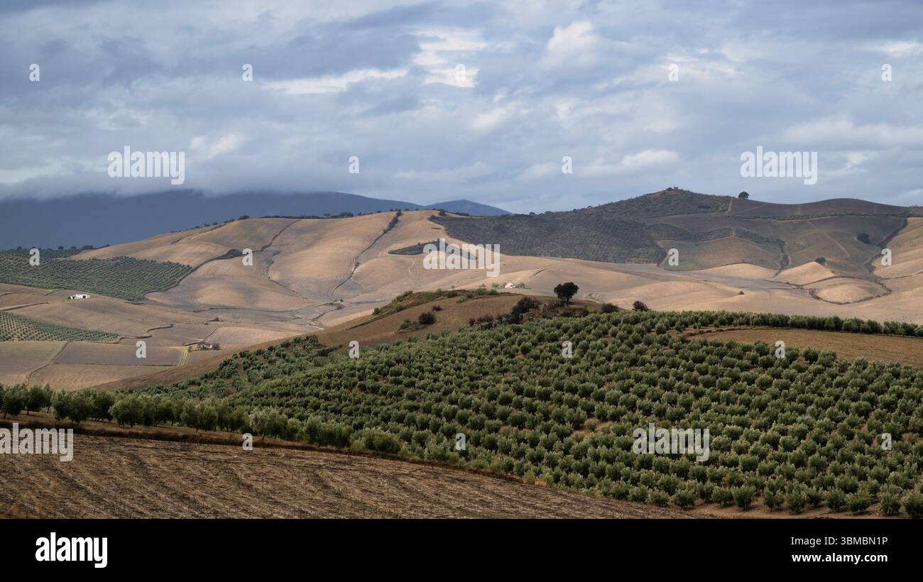 Die sanften Hügel Andalusiens, Südspaniens, mit weißen Fincas, die in die Olivenhaine gestreut sind Stockfoto