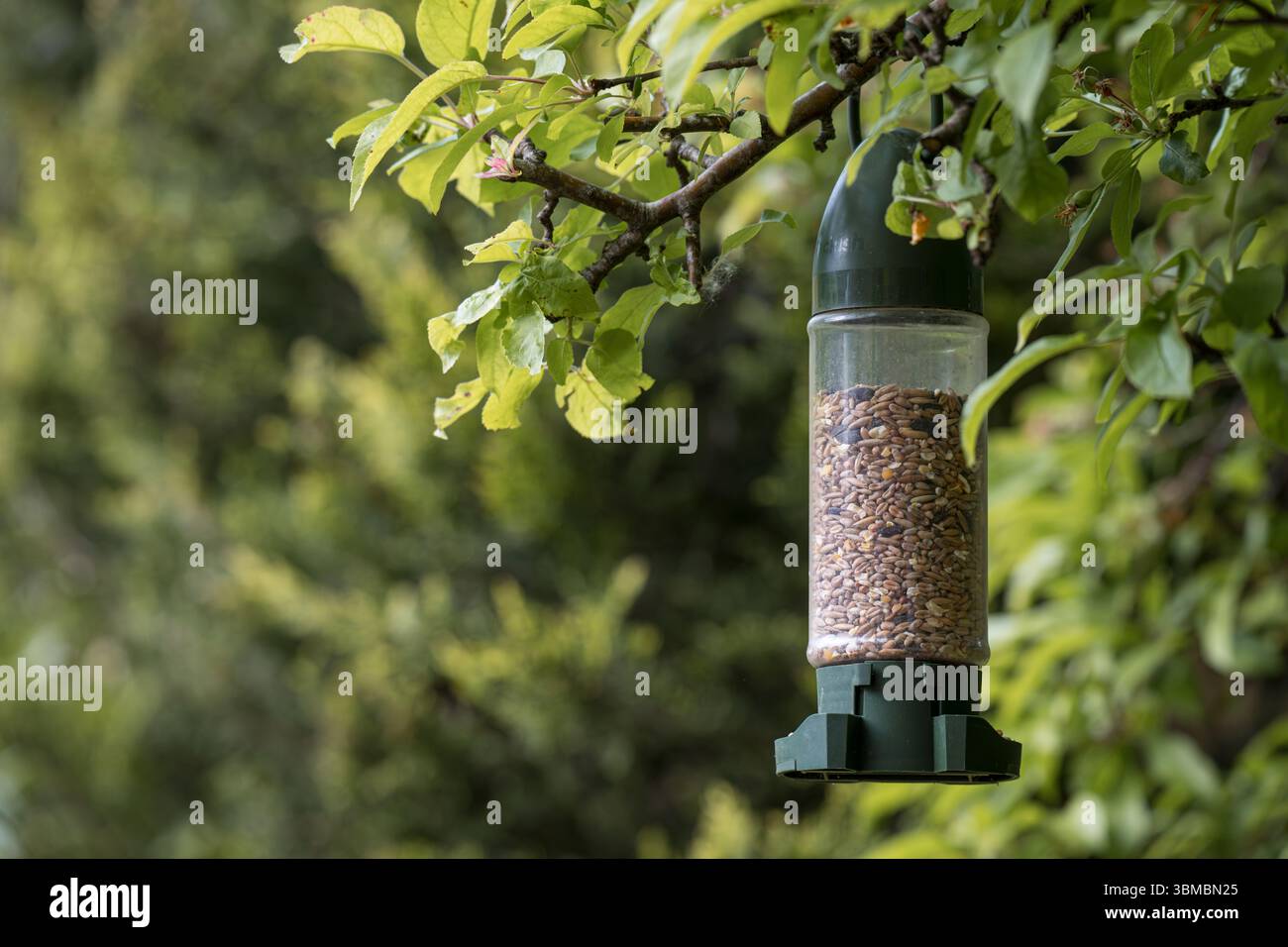 Ein Vogelfutter, gefüllt mit Samen, hängend an einem Baumzweig, mitten im Sommer Stockfoto