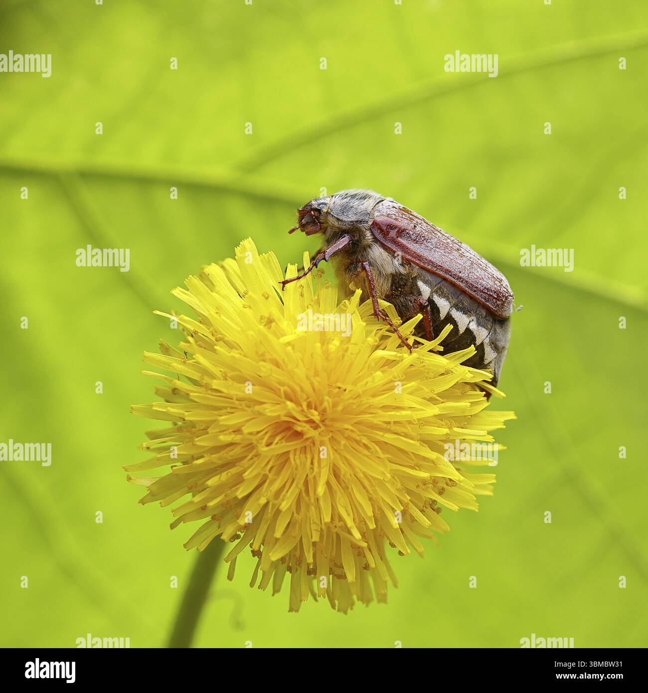 Cockchafer (Melolontha melolontha), Weibchen auf einer Löwenzahnblüte (Taraxacum), Wilnsdorf, Nordrhein-Westfalen, Deutschland, Europa Stockfoto