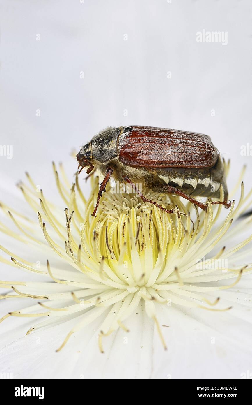 Cockchafer (Melolontha melolontha), Weibchen auf einer Clematisblüte, Wilnsdorf, Nordrhein-Westfalen, Deutschland, Europa Stockfoto