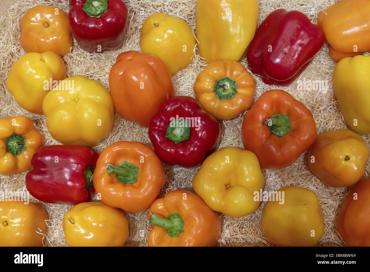 Chilisorten Stockfoto
