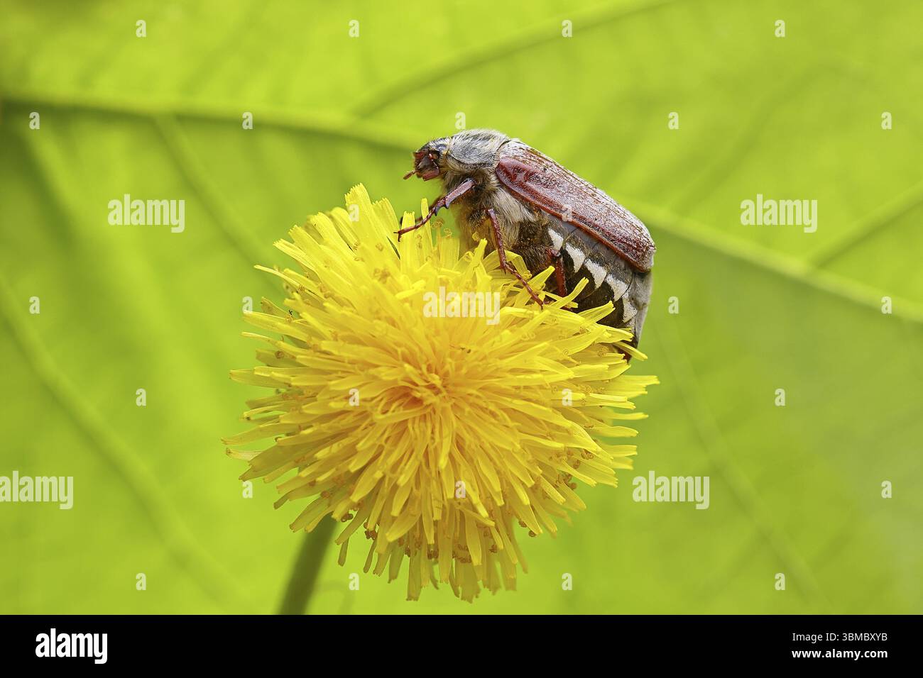 Cockchafer (Melolontha melolontha), Weibchen auf einer Löwenzahnblüte (Taraxacum), Wilnsdorf, Nordrhein-Westfalen, Deutschland, Europa Stockfoto