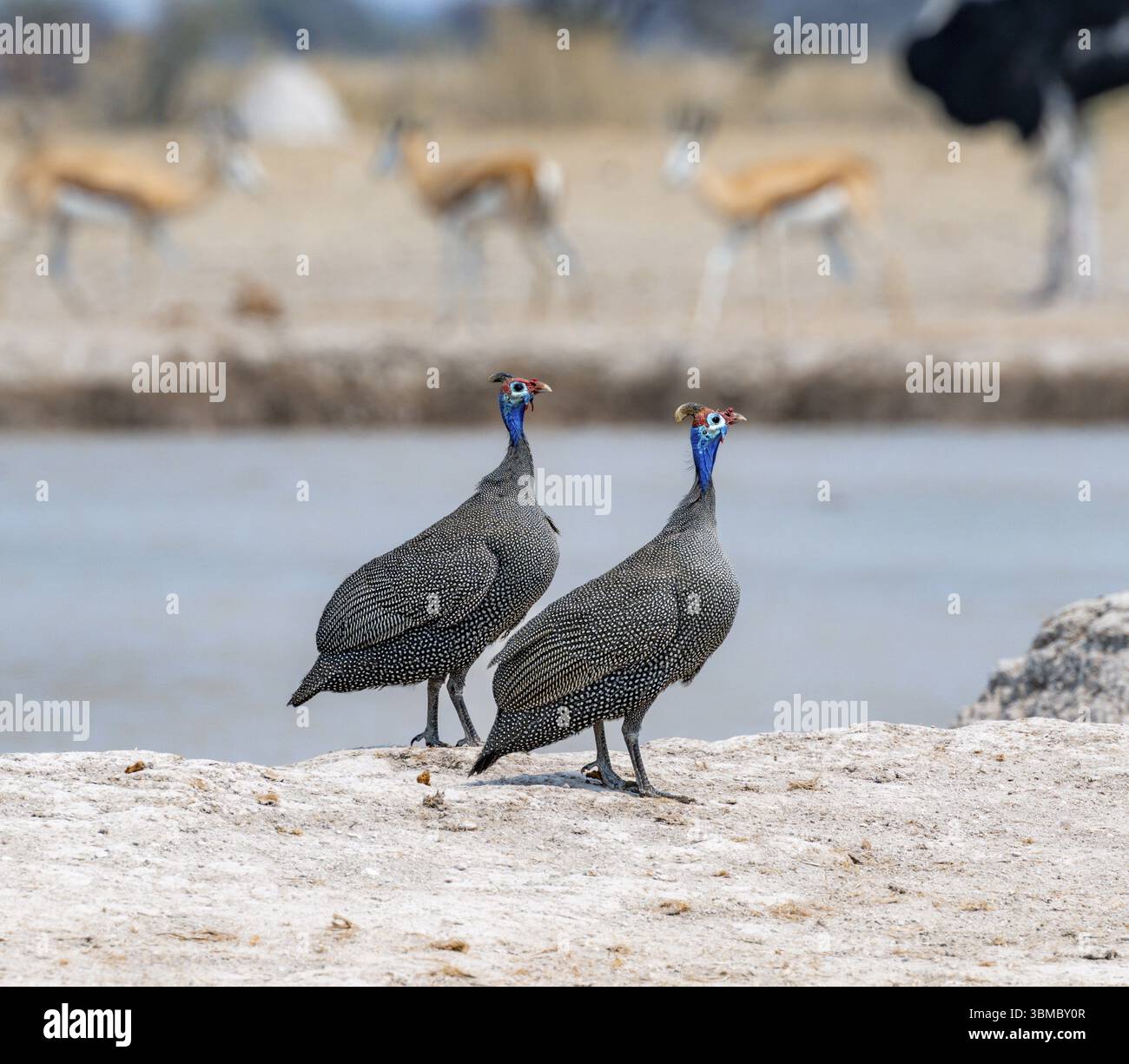 Perlhühner mit Helm (Numida meleagris), zwei Tiere im Wasserloch, Nxai Pan Nationalpark, Botswana, Afrika Stockfoto