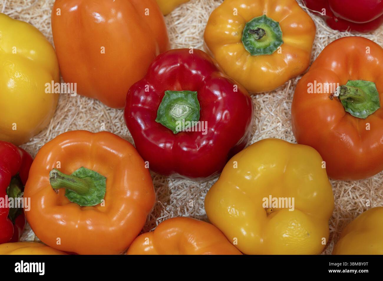 Chilisorten Stockfoto