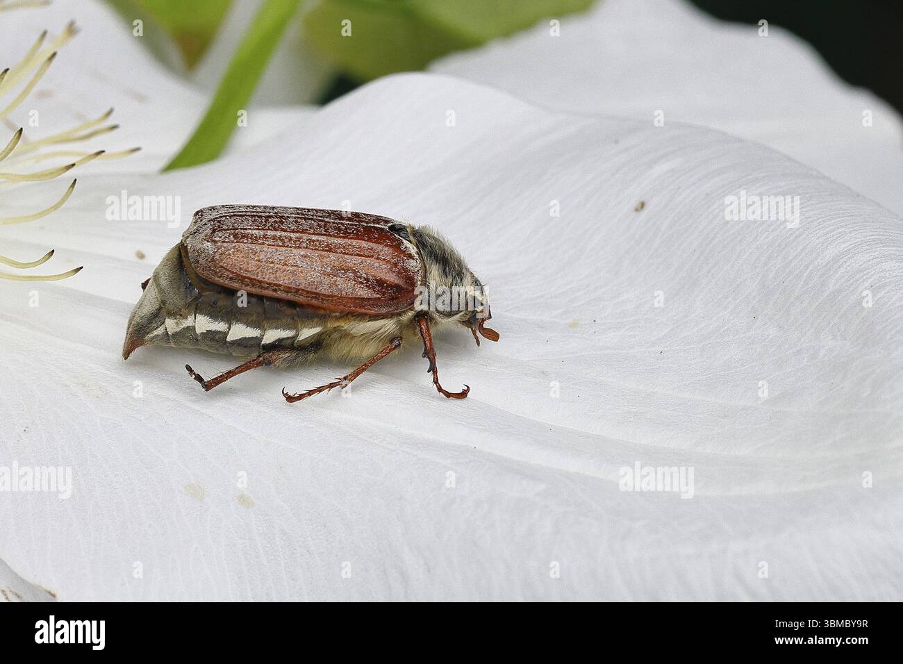 Cockchafer (Melolontha melolontha), Weibchen auf einer Clematisblüte, Wilnsdorf, Nordrhein-Westfalen, Deutschland, Europa Stockfoto